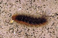Arctia caja, Garden tiger moth (caterpillar) [IBR124602586]