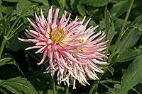 Dahlia hybrid, dahlia [IBR124602588]