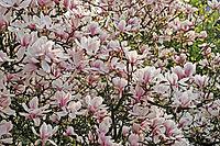 Magnolia x soulangiana, magnolia tree [IBR124602589]