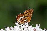 Hamearis lucina, brown cube butterfly, spring tick butterfly [IBR124602590]