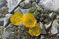 Papaver rhaeticum, Papaver aurantiacum, yellow alpine poppy [IBR124602591]