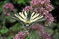 Iphiclides podalirius, sailing butterfly [IBR124602592]