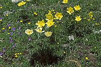 Pulsatilla alpina, alpine kitchen clamp, alpine anemone [IBR124602594]