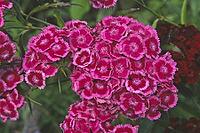 Dianthus barbatus, bearded carnation [IBR124602595]