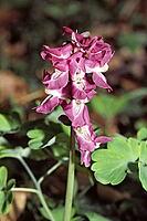 Corydalis cava, hollow lark spur [IBR124602596]