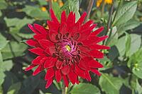 Dahlia 'Samourai', Dahlia [IBR124602597]