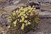 Saxifraga bryoides, moss-quarry [IBR124602599]