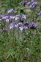 Phacelia tanacetifolia, tufts [IBR124602600]