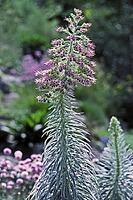 Echium wildpretii, Snake's Head [IBR124602601]
