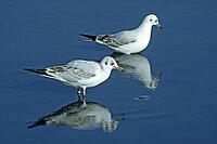 Black-headed gull, Larus ridipundus, Black-headed Black-headed Gull [IBR124602602]