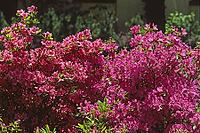 Rhododendron hybrid [IBR124602604]