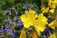 Oenothera tetragona, evening primrose [IBR124602605]