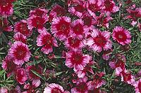 Dianthus chinensis 'Parfait Rapsberry', carnation [IBR124602606]