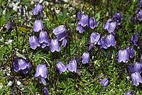 Campanula cochlearifolia, dainty bellflower [IBR124602607]