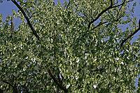 Davidia involucrata, the dove tree, also a handkerchief tree, is originally from China. The white, showy flowers appear in May [IBR124602608]