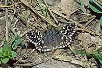 Pyrgus malvae, mallow cube butterfly [IBR124602609]