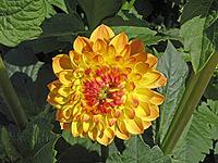 Dahlia hybrid, dahlia [IBR124602610]