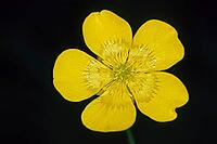 Ranunculus acris, sharp buttercup [IBR124602611]