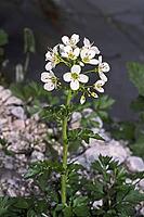 Cardamine amara, bitter foam herb [IBR124602612]