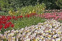 Tulipa 'Liliac Wonder', Bakeri Tulip [IBR124602613]