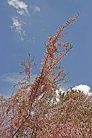 Tamarix ramosissima (var. rubra), tamarisk [IBR124602614]