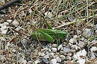 Decticus verrucivorus, wart biter, female [IBR124602615]