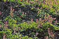 Corydalis cava, hollow lark spur [IBR124602616]