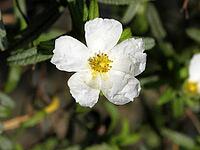 Cistus monspeliensis, Montpellier cistus [IBR124602618]