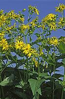 Silphium perfoliatum, daisy [IBR124602619]