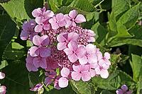 Hydrangea macrophylla, hydrangea [IBR124602621]