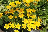 Caltha palustris, marsh marigold [IBR124602622]