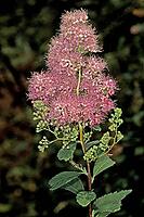 Spiraea salicifolia, willow-leaved spierperennial [IBR124602624]