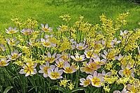 Tulipa 'Liliac Wonder', Bakeri Tulip, Narcissus' Hawena ' [IBR124602625]