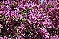 Rhododendron hybrid, Japanese azalea [IBR124602626]