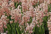 Hyacinthus 'Lady Derby, 'hyacinth [IBR124602628]