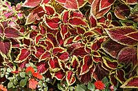 Coleus flower mei hybrid, coleus [IBR124602629]
