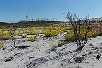 Former forest fire area, first flowers bloom, near Nazare, Regiao do Centro, Portugal [IBR124602630]