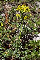 Euphorbia cyparissias, cypress milkweed [IBR124602631]