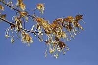 Acer saccharum, sugar maple [IBR124602633]