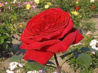 Rosa 'Fragrance Festival' [IBR124602634]