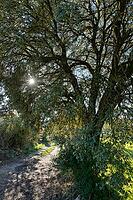 Holm oak (Quercus ilex) against the light, Loureira, Leiria district, Portugal [IBR124602635]