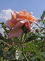 Pink 'Baroque' [IBR124602636]