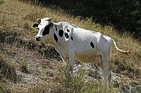 White cow on the mountainside [IBR124602637]