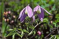 Clematis alpina, alpine vine [IBR124602638]