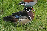 A colorful male bridal duck, Aix sponsa. It is originally from North America and is often kept as ornamental poultry - Wood duck or Carolina duck [IBR124602639]