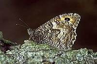 Hipparchia semele, Ochre-banded Velvet Butterfly (Rust-banded) [IBR124602640]
