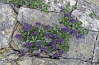 Paedorota bonarota, Blaues Mänderle [IBR124602641]