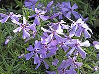 Phlox subulata, carpet phlox (pink) [IBR124602642]