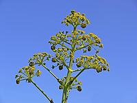 Ferula communis, common stick herb, common rod herb [IBR124602643]