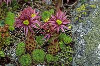 Sempervivum montanum, mountain houseleek [IBR124602644]